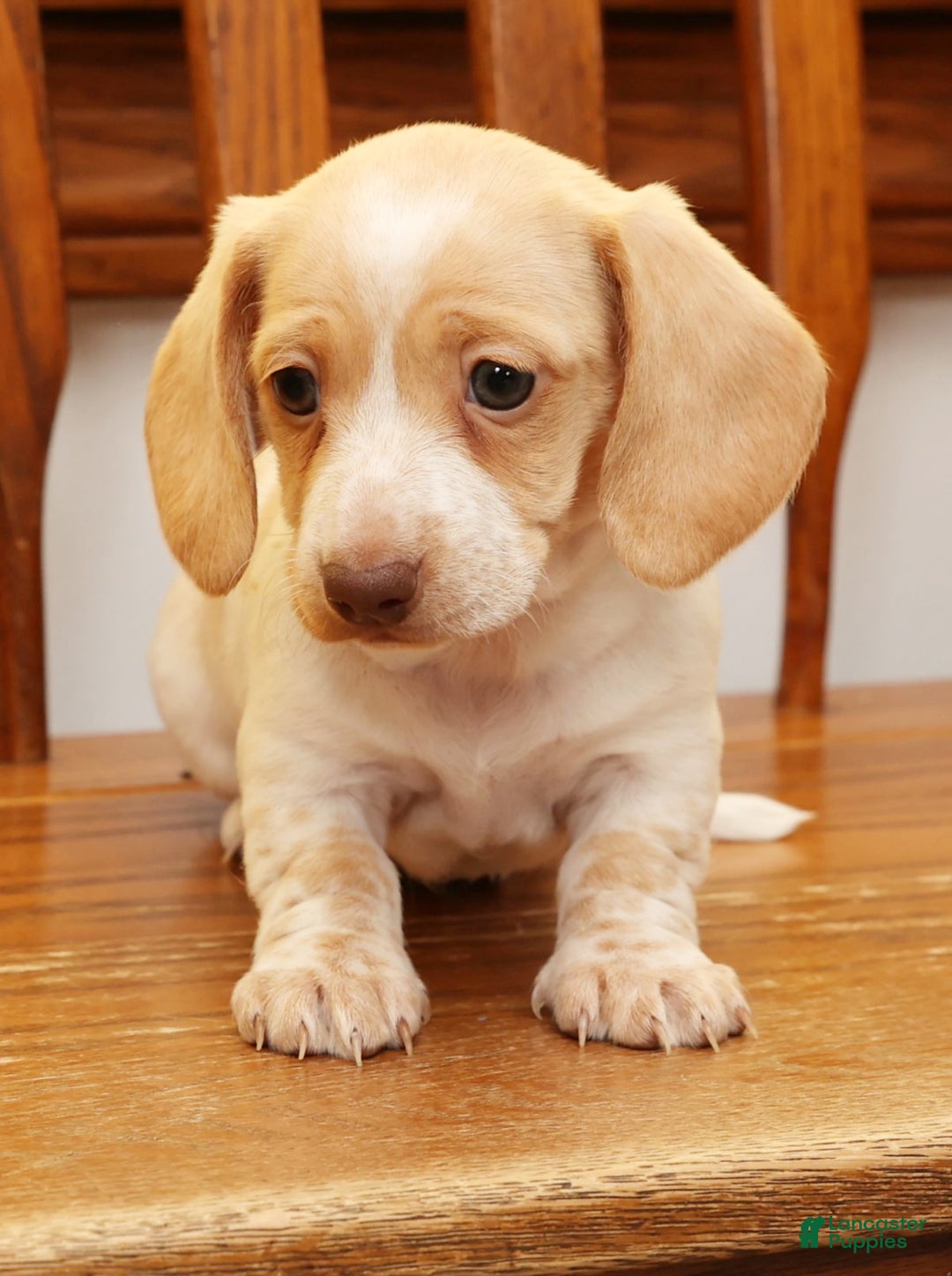 Miniature Dachshund dogs for sale: Denise - Ad 7