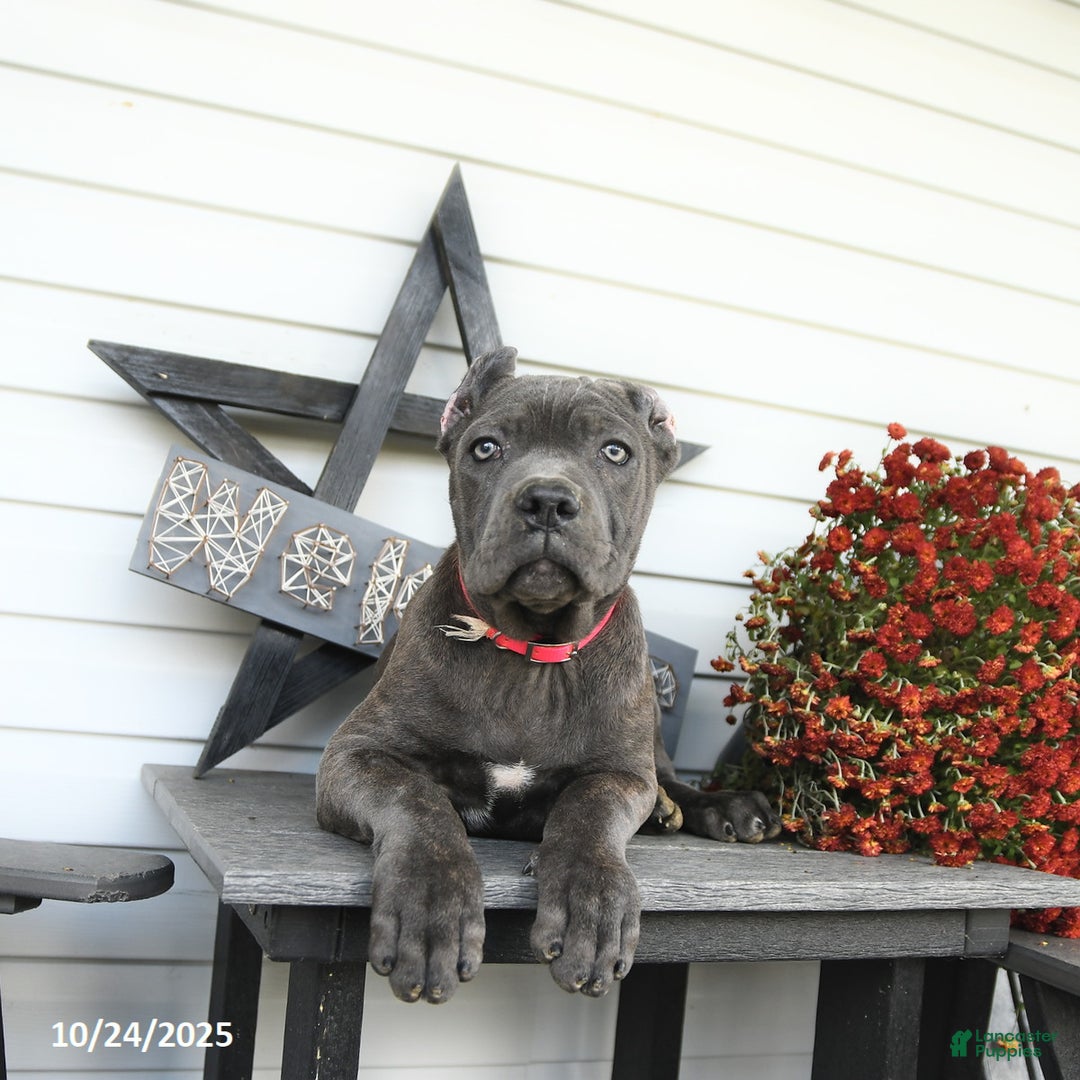 Cane Corso dogs for sale: Rosie - Ad 6