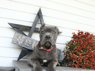 Cane Corso dogs Rosie - Ad 12