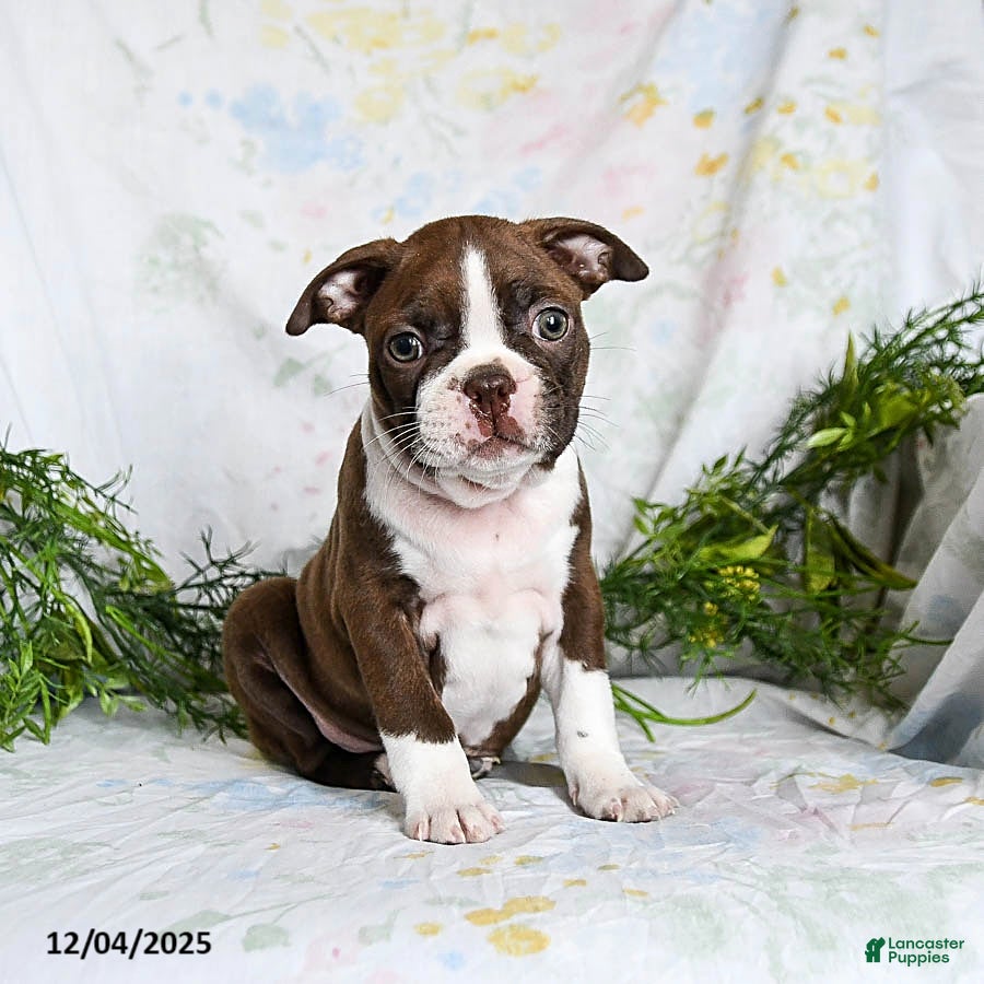 Boston Terrier dogs Berry - Ad 4