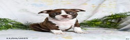 Boston Terrier dogs for sale: Berry - Ad 1