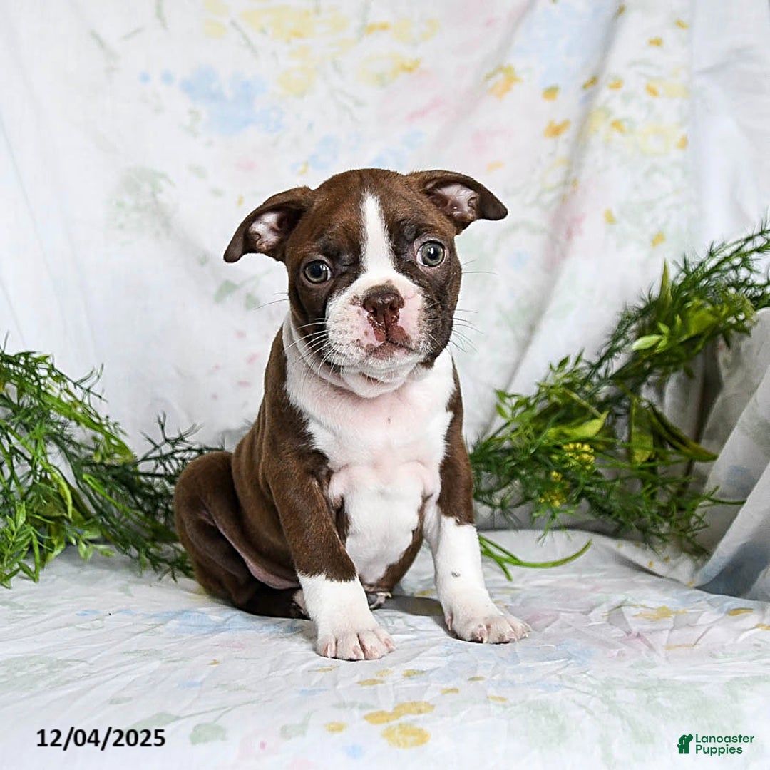 Boston Terrier dogs for sale: Berry - Ad 1