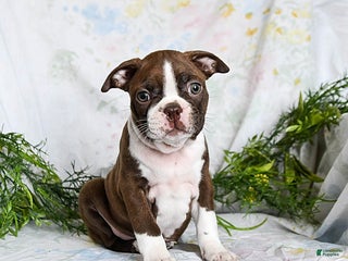 Boston Terrier dogs Berry - Ad 26
