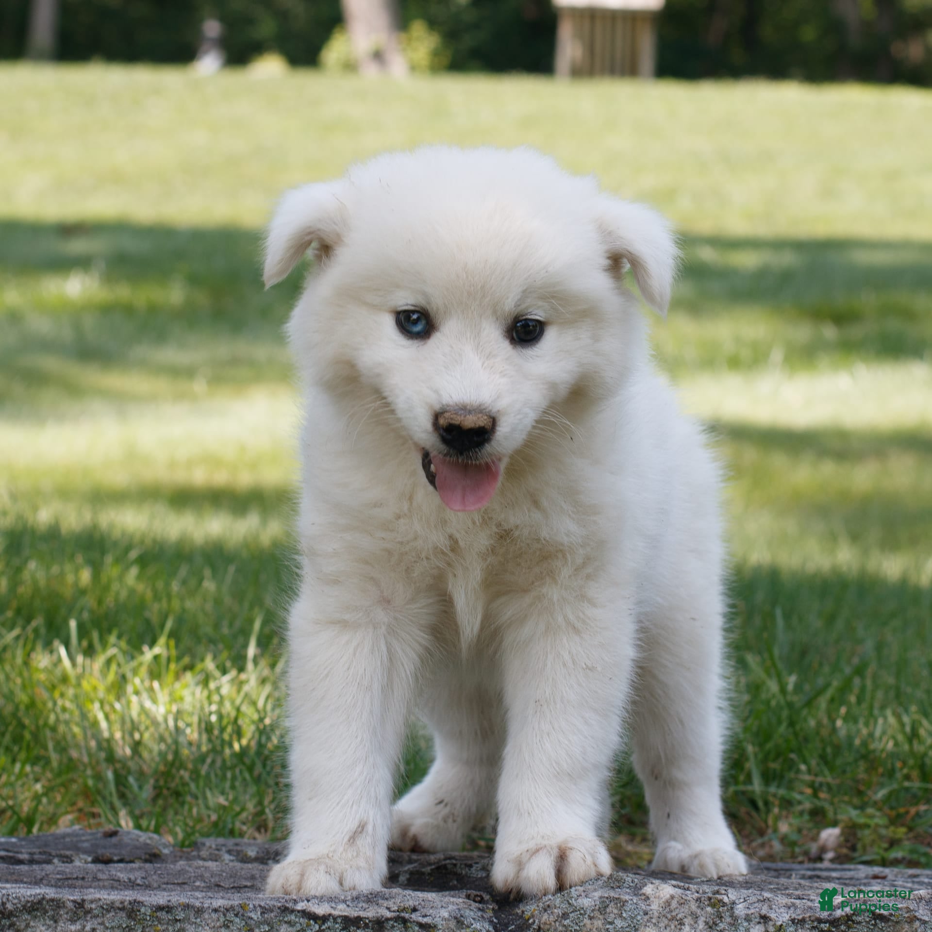 Dog Breed Husky White Lab Mix Husky Samoyed Lab Mix Puppies Golden