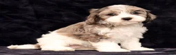 Cavapoo dogs for sale: Sonya - Ad 7