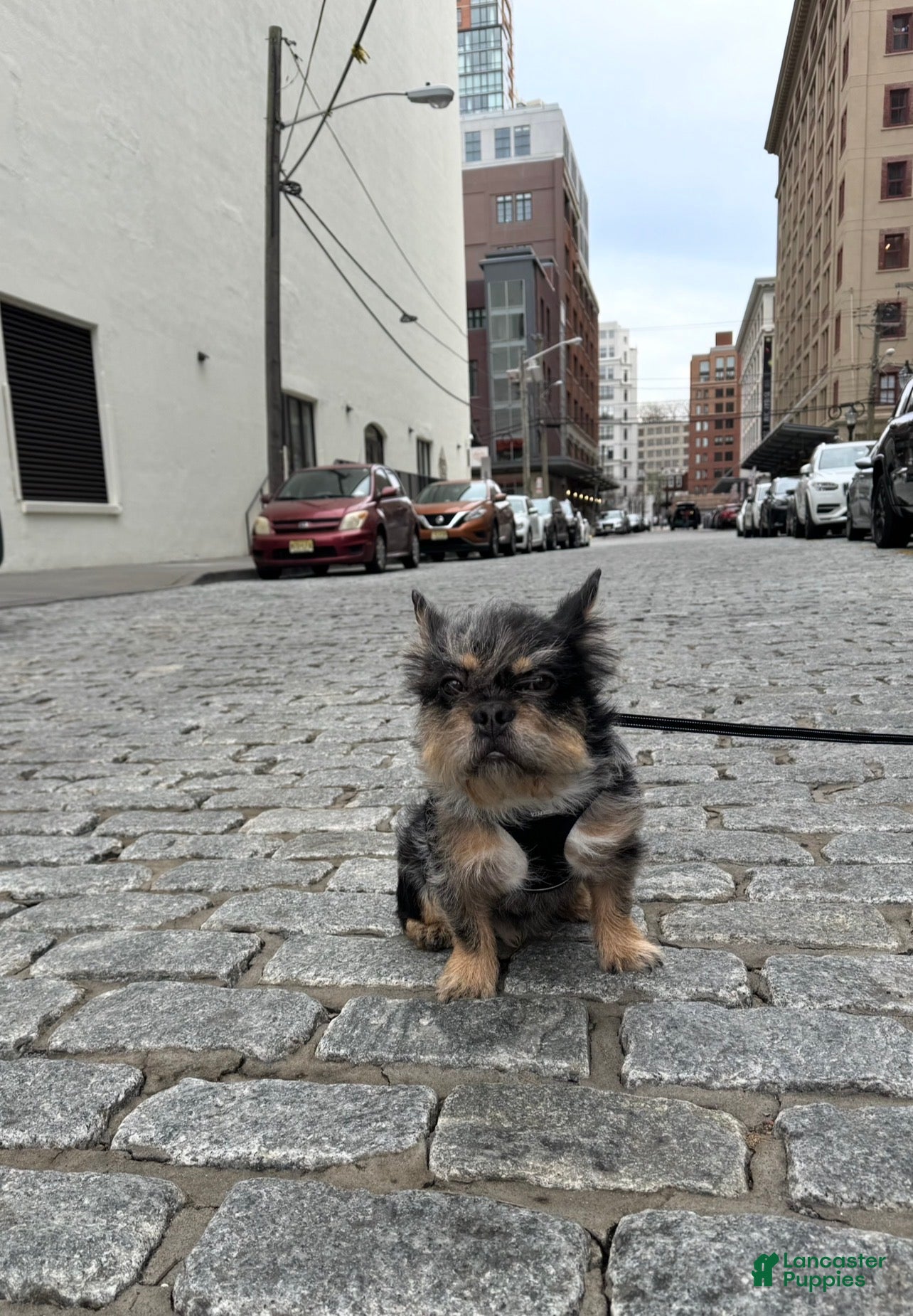 French Bulldog dogs Bear French Bulldog - Ad 1