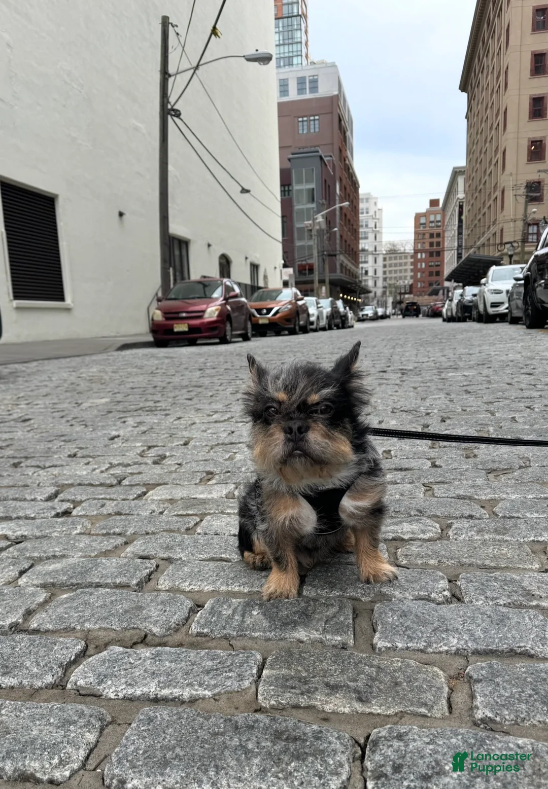 French Bulldog dogs for stud: Bear French Bulldog - Ad 1