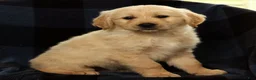 Golden Retriever dogs for sale: Shane - Ad 7