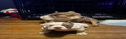 American Bully dogs for sale: Suki  - Ad 3
