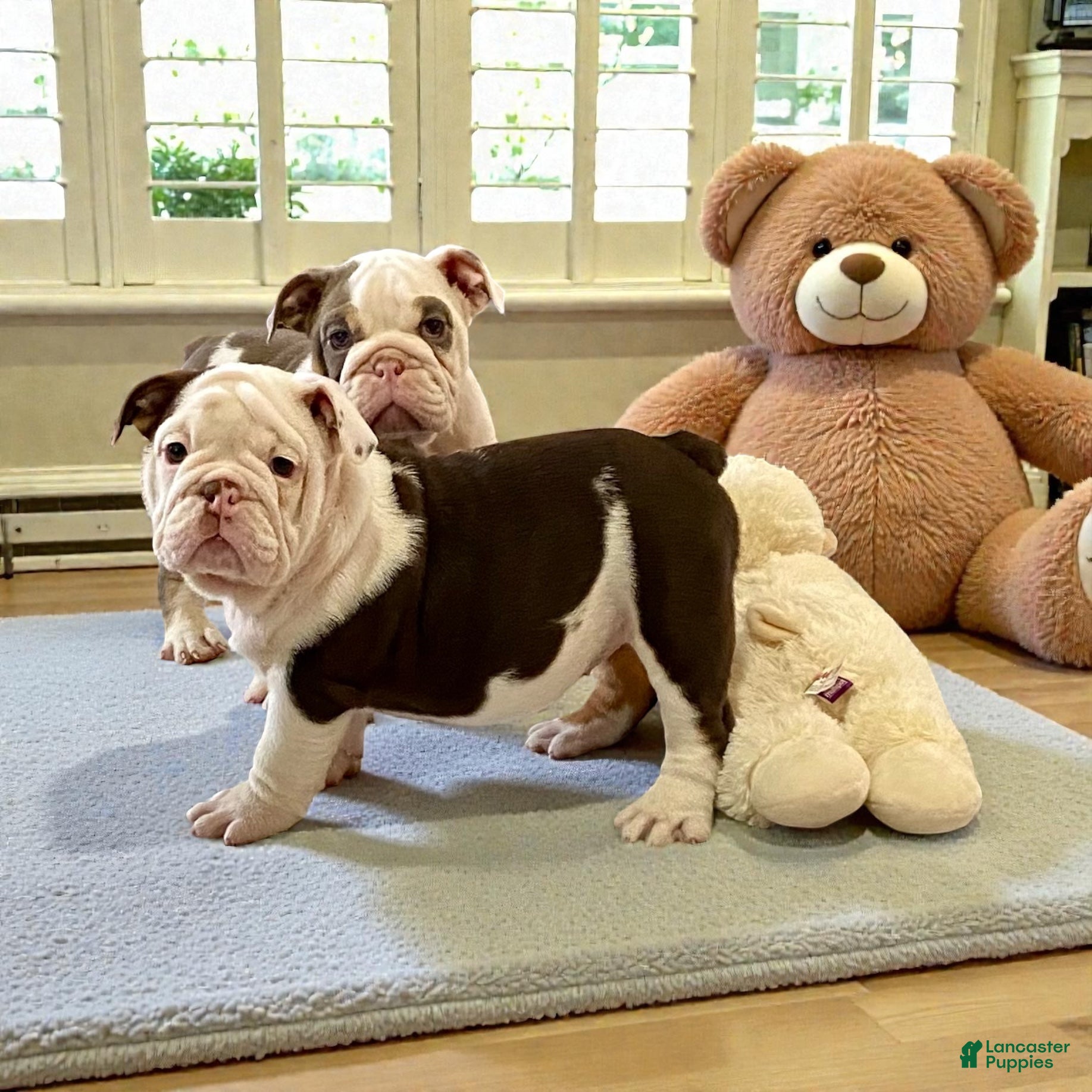 English Bulldog dogs Willow  - Ad 5