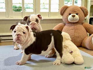 English Bulldog dogs Willow - Ad 9