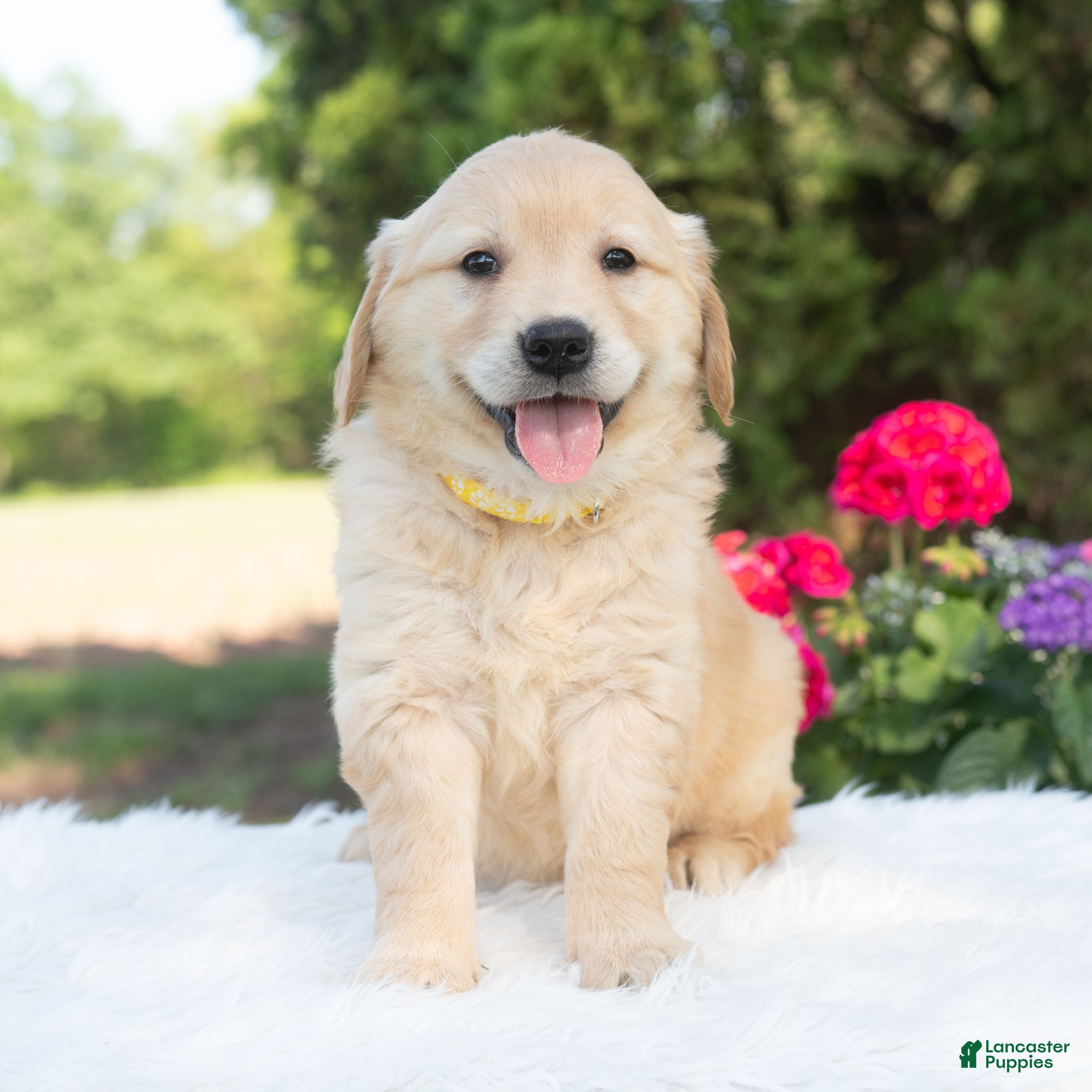 Golden Retriever dogs Bree  - Ad 2