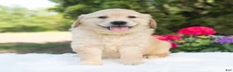 Golden Retriever dogs for sale: Bree  - Ad 2