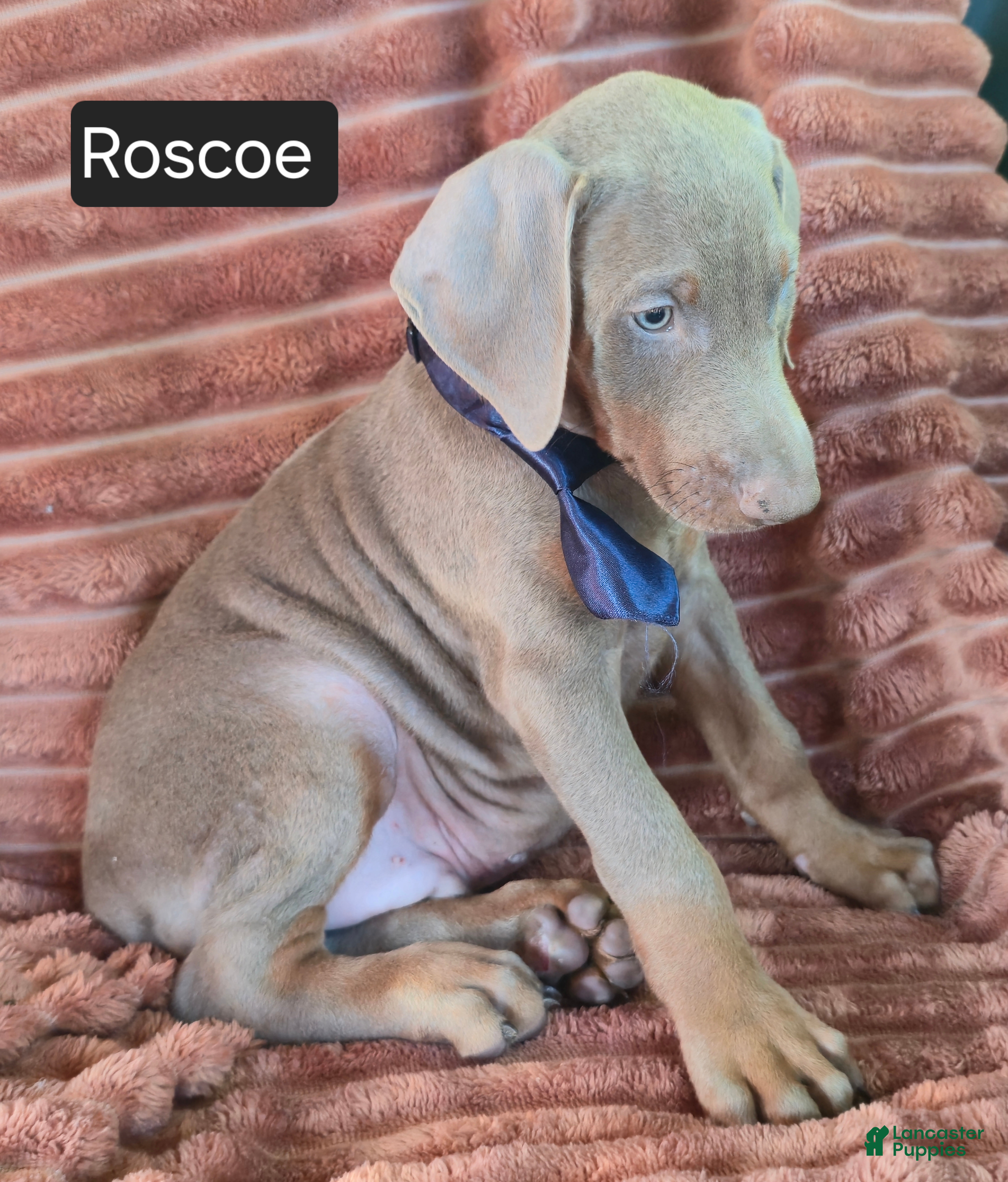 Doberman Pinscher dogs Roscoe - Ad 2