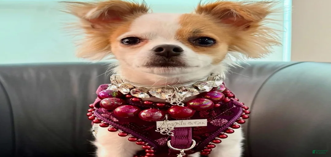 Gallery Image {{count}}