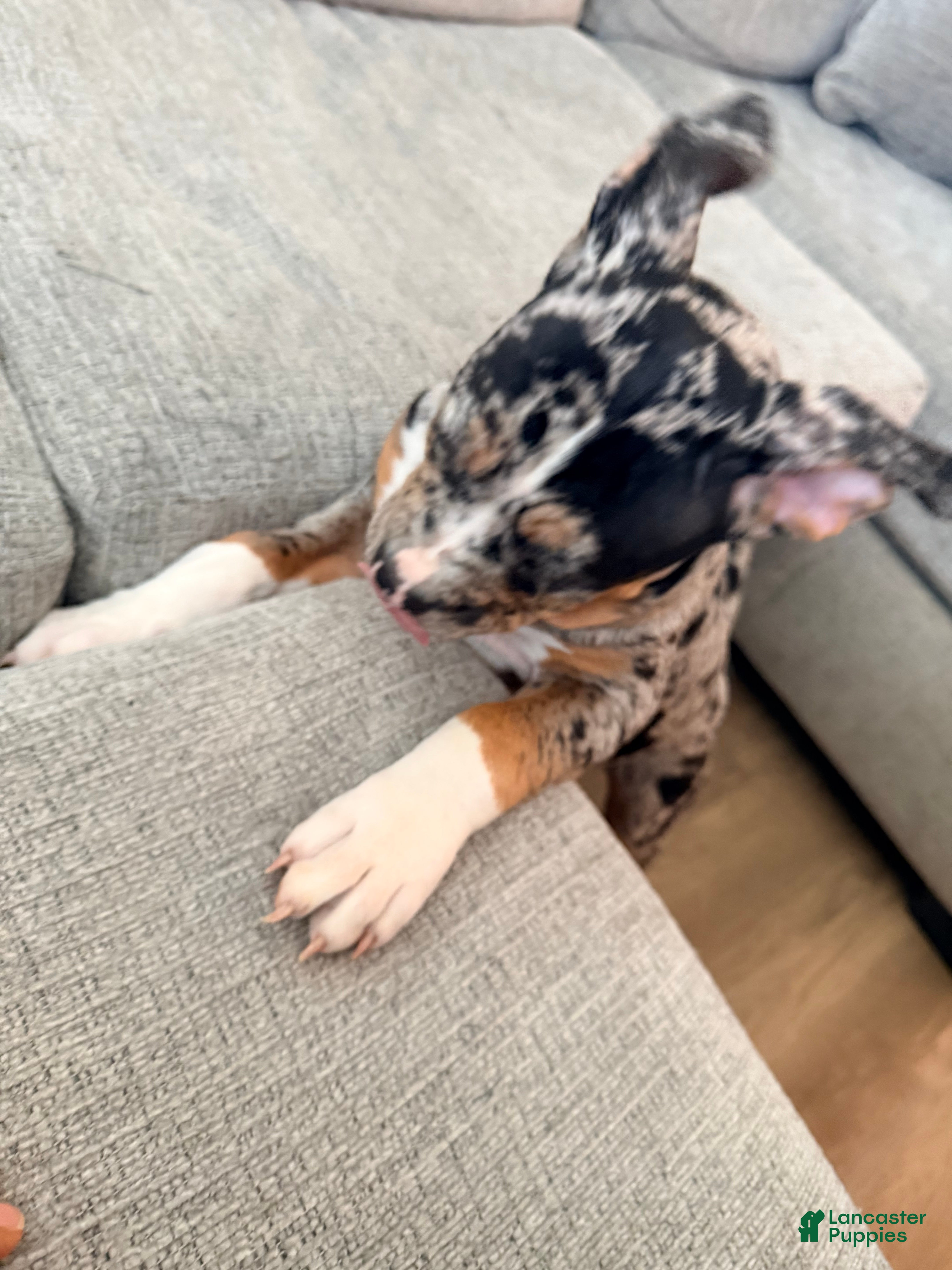 American Bully dogs for sale: Gaia - Ad 17