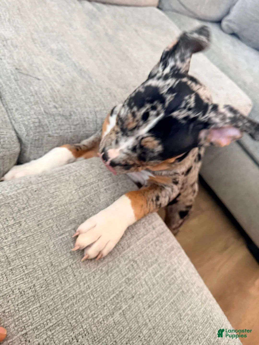American Bully dogs for sale: Gaia - Ad 1