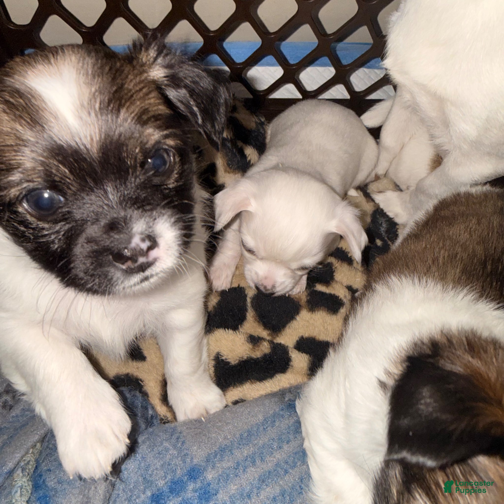 Chihuahua dogs for sale: Chihuahua Puppy 1 - Ad 2