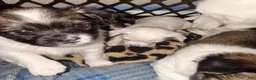 Chihuahua dogs for sale: Chihuahua Puppy 1 - Ad 1
