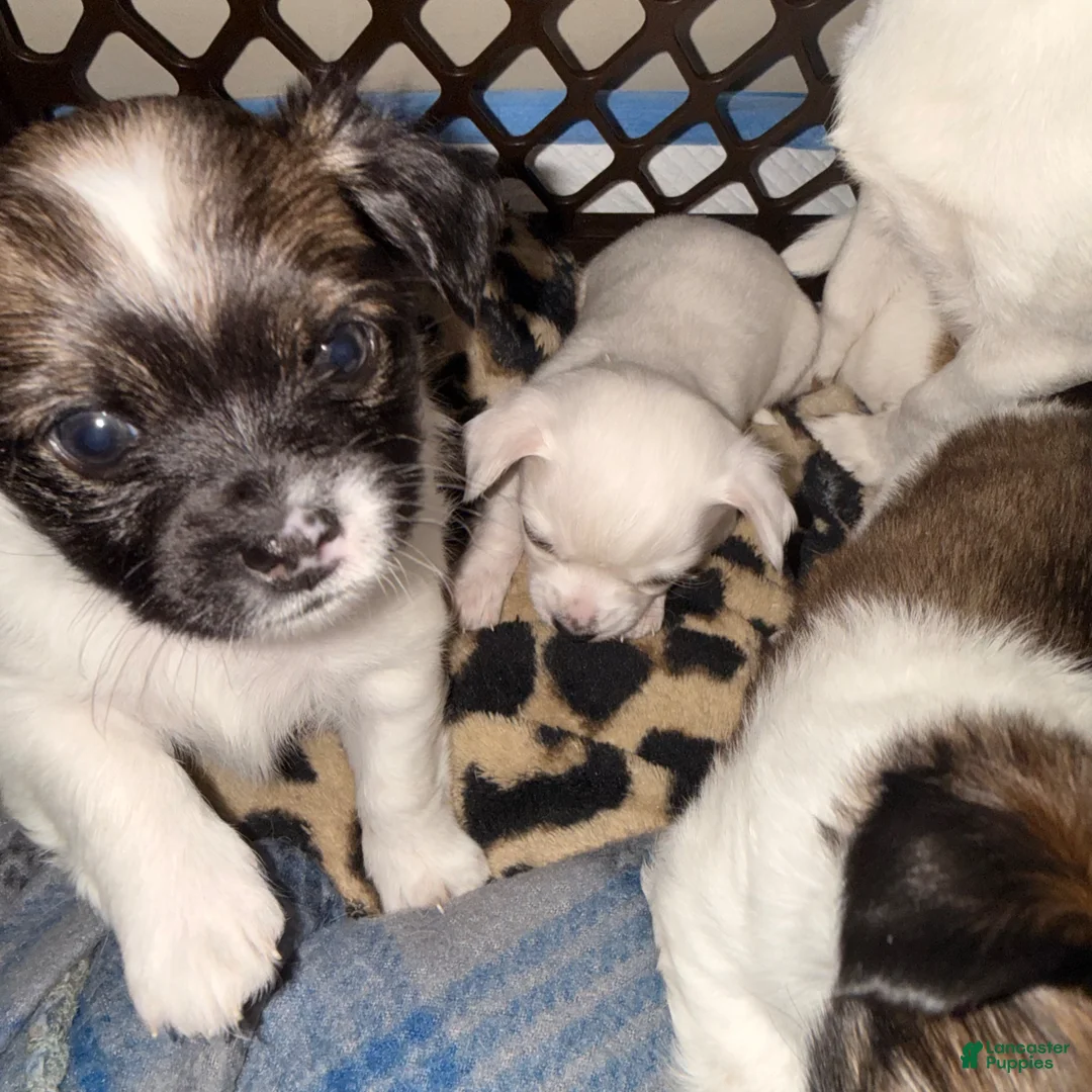 Chihuahua dogs for sale: Chihuahua Puppy 1 - Ad 1