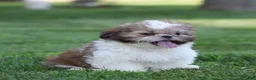 Shih Tzu dogs for sale: Snickers Shih Tzu  - Ad 3