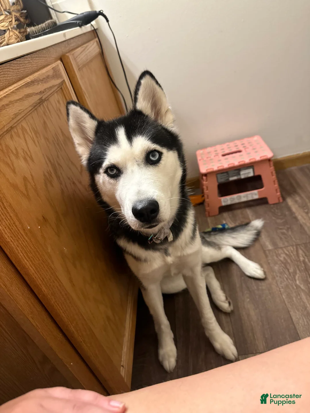 Gallery Image {{count}}