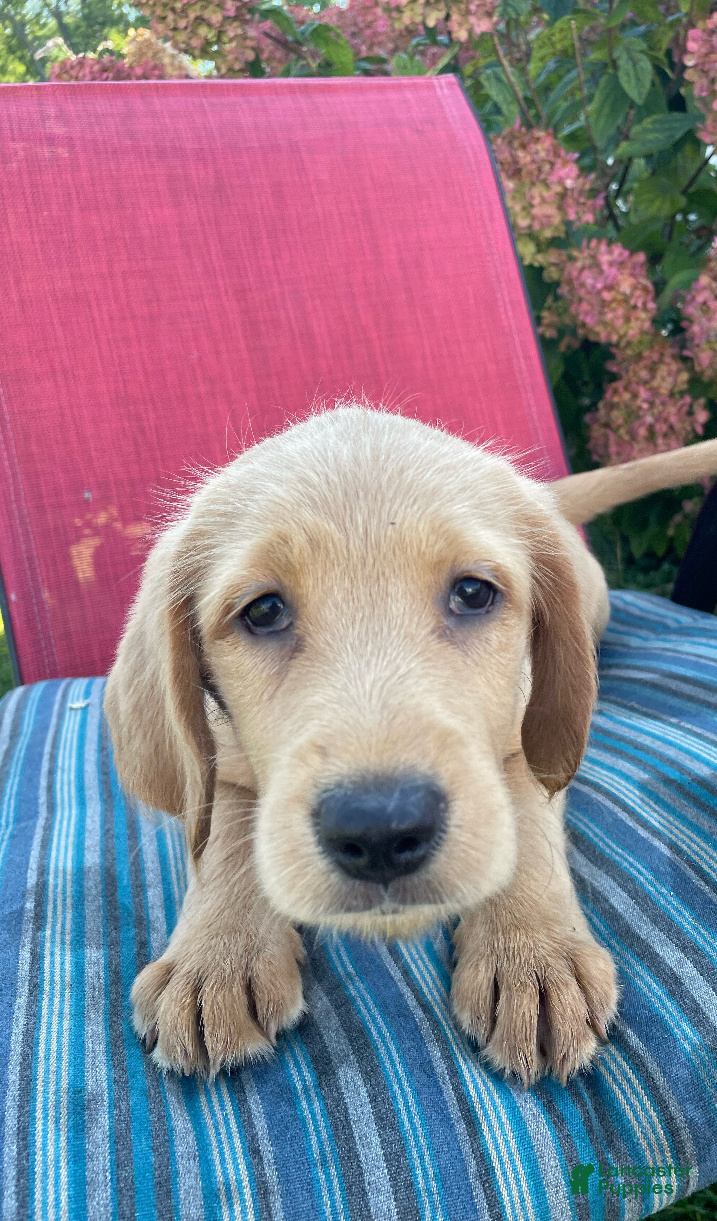 Mixed Breed dogs Ginger - Ad 1