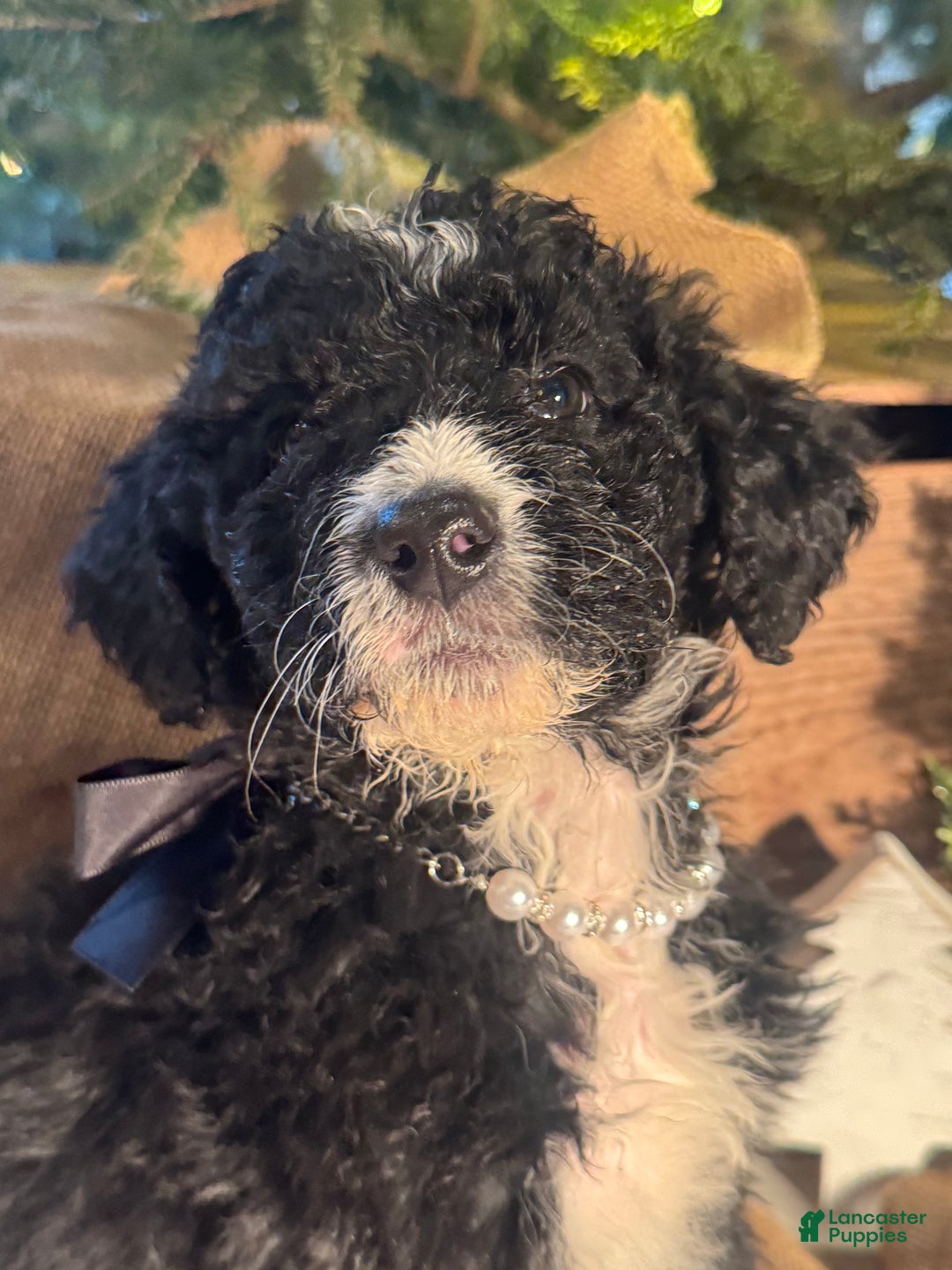 Bernedoodle dogs for sale: Australian Mountain Doodle Leslie - Ad 3