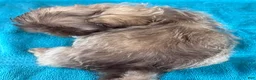Shih Tzu dogs for sale: Shih Tzu 3 - Ad 5
