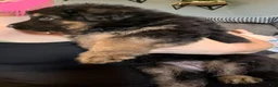 German Shepherd dogs for sale: Long Coat German Shepherd- Pink Female - Ad 5