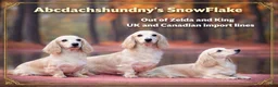 Miniature Dachshund dogs for sale: Cream boy - Ad 5