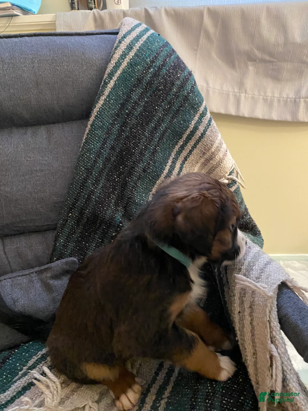 Bernedoodle dogs for sale: Bernedoodle Puppy 6 - Ad 3