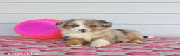 Miniature Australian Shepherd dogs for sale: Auggie - Ad 3
