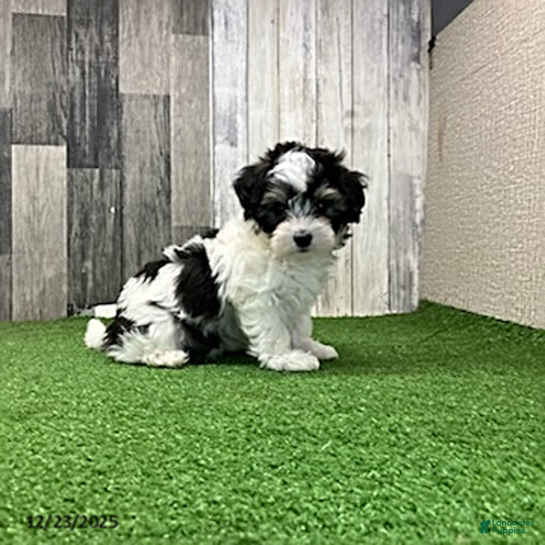 Maltipoo dogs for sale: Molly - Ad 5