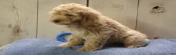 Cockapoo dogs for sale: Barry - Ad 41