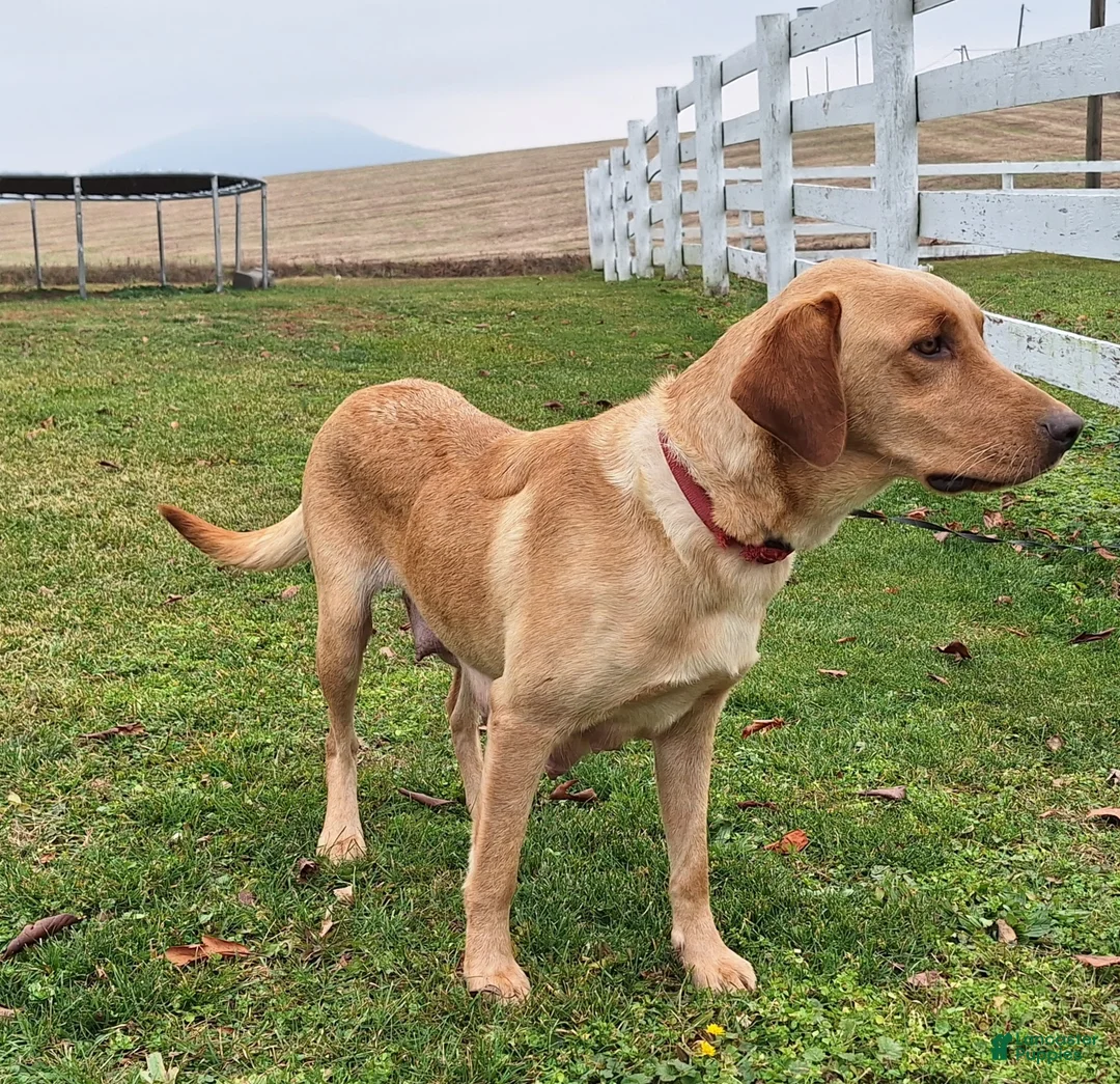 Labrador Retriever dogs for sale: Roscoe - Ad 5