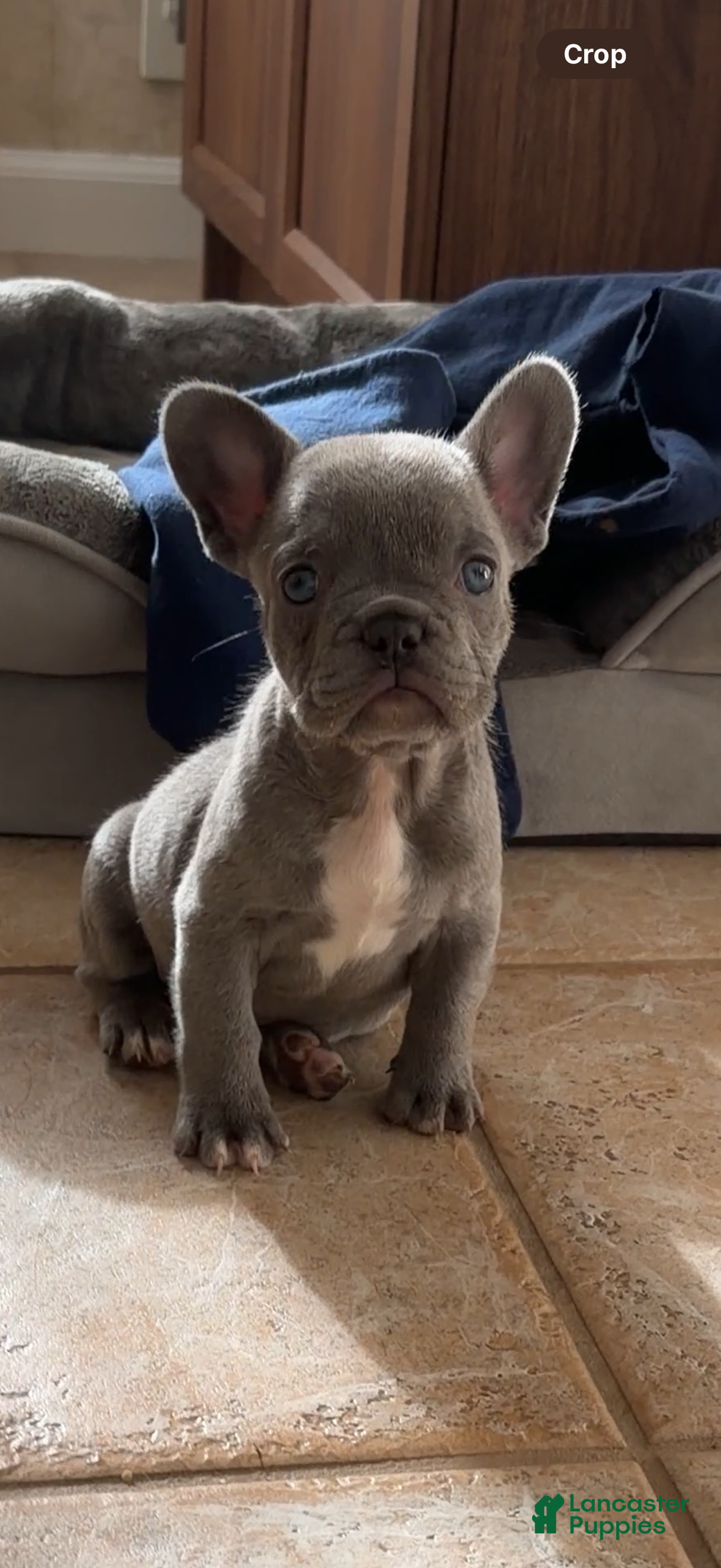 French Bulldog dogs for sale: Lulu - Ad 2