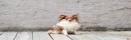 Pomeranian dogs for stud: Merle - Ad 3