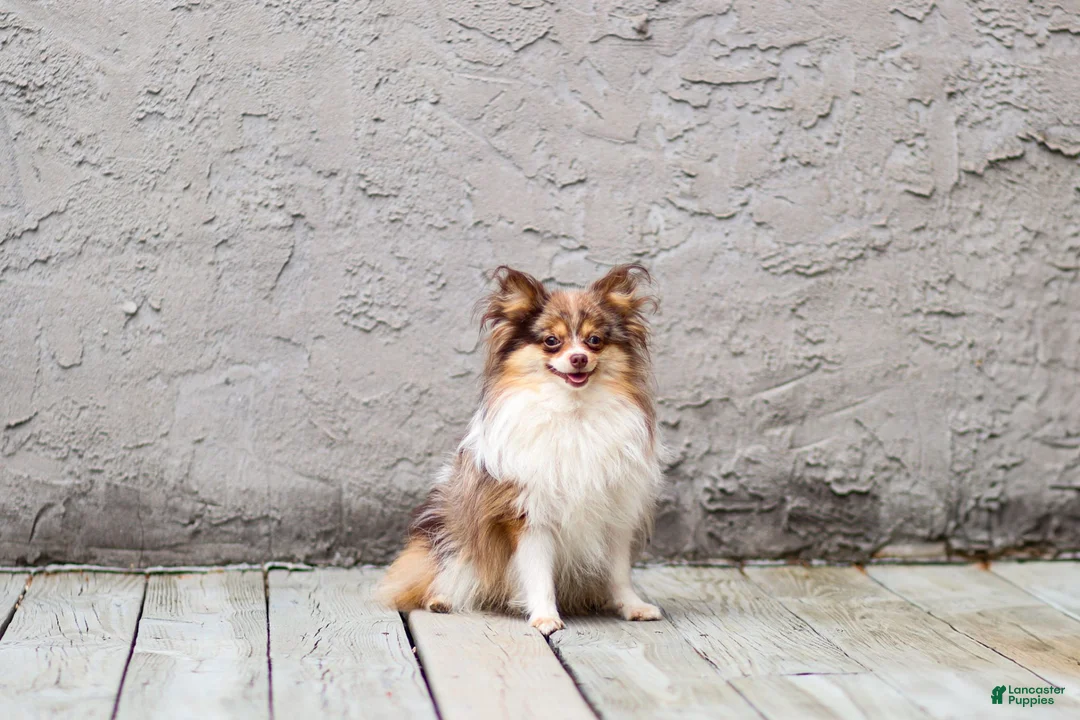 Pomeranian dogs for stud: Merle - Ad 3