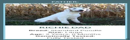 Goldendoodle dogs for sale: Zoe - Ad 6