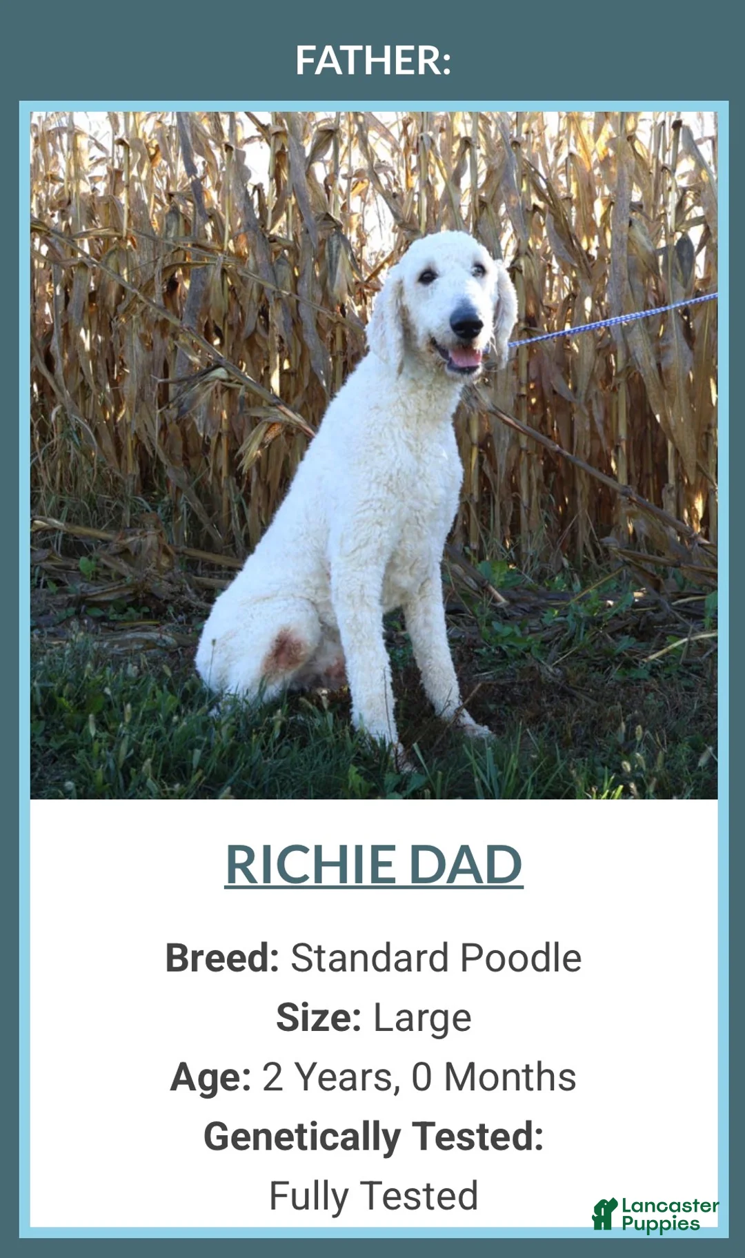 Goldendoodle dogs for sale: Zoe - Ad 6