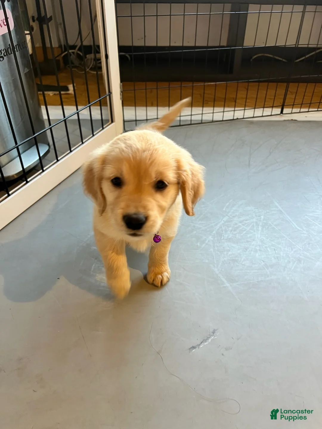 Golden Retriever dogs for sale: Lola - Ad 1