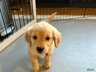 Golden Retriever dogs Lola - Ad 1