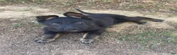 German Shepherd dogs for sale: German Shepherd 1 - Ad 1