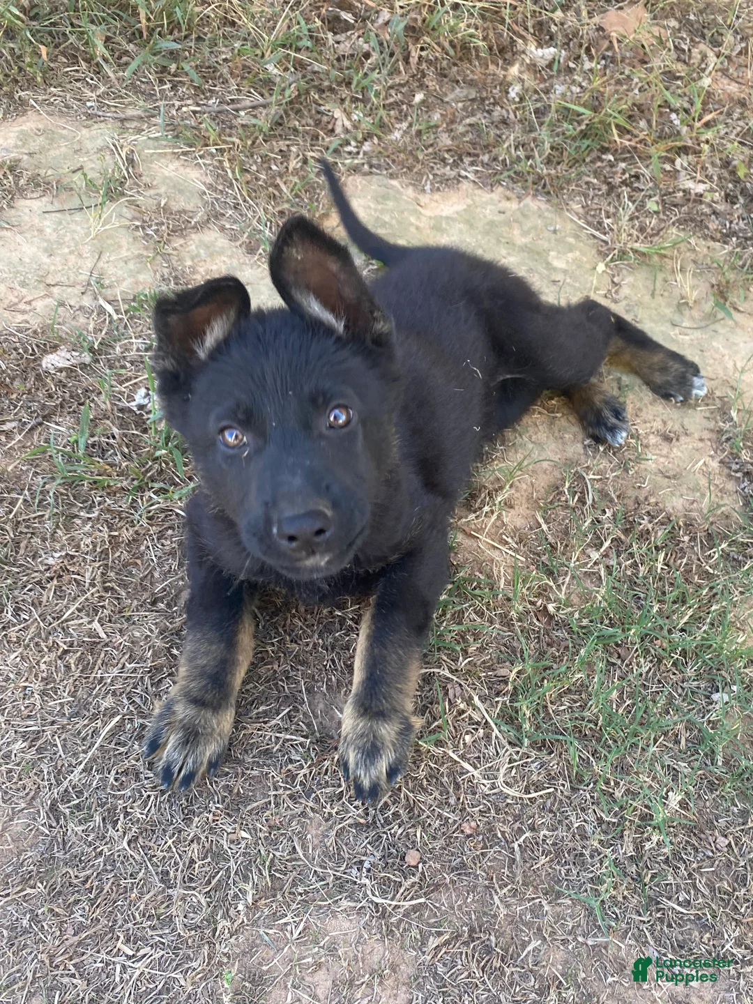 German Shepherd dogs for sale: German Shepherd 1 - Ad 1