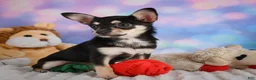 Chihuahua dogs for sale: Callie - Ad 6