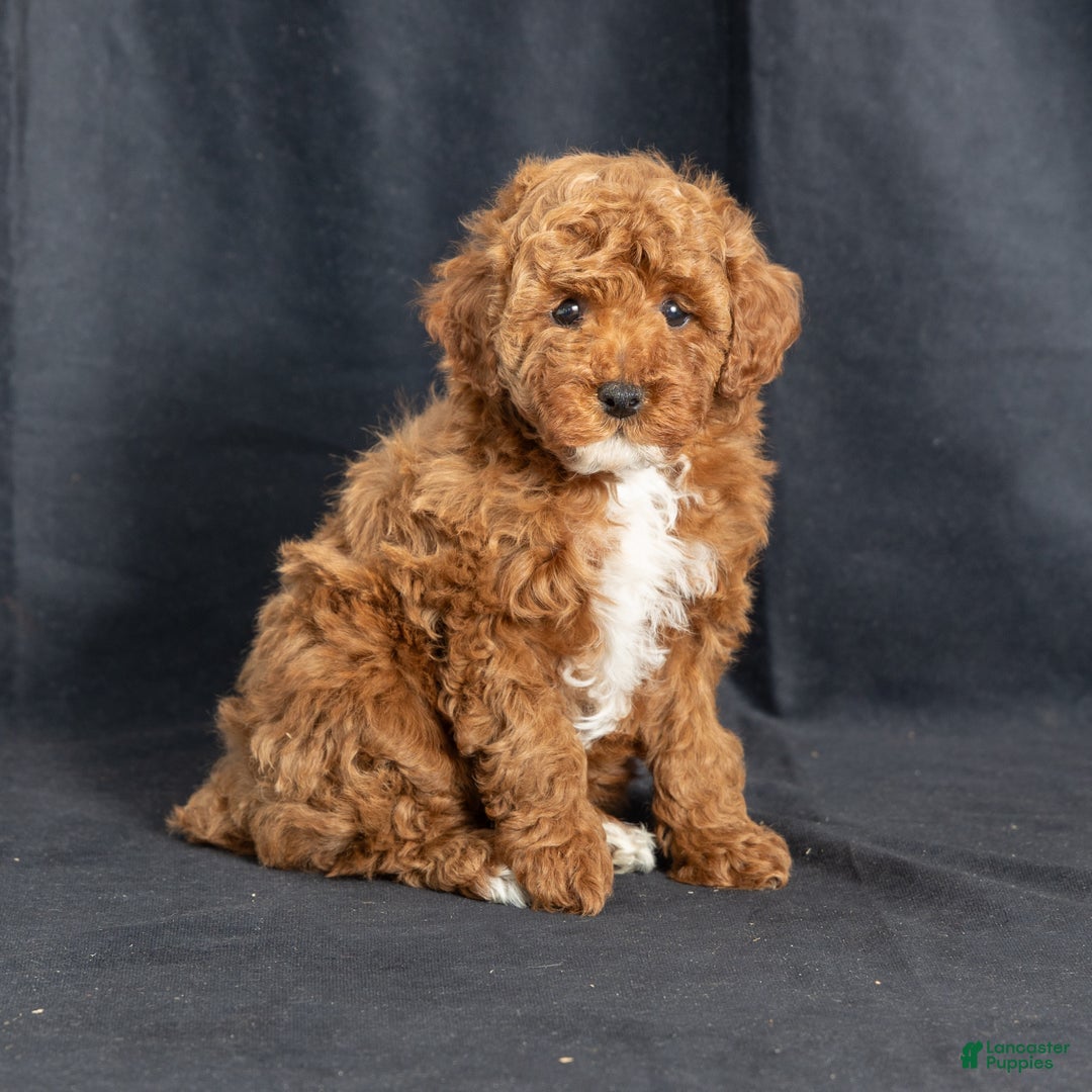 Miniature Poodle dogs for sale: Katrina - Ad 3