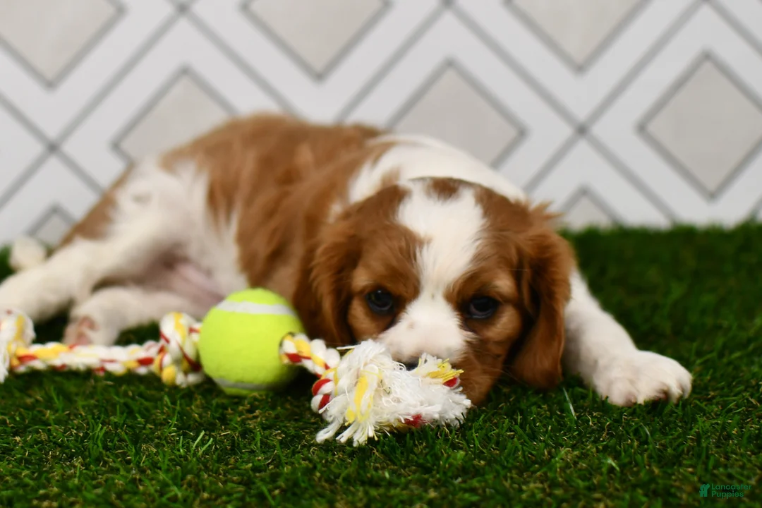 Cavalier King Charles Spaniel dogs for sale: Sarge  - Ad 2