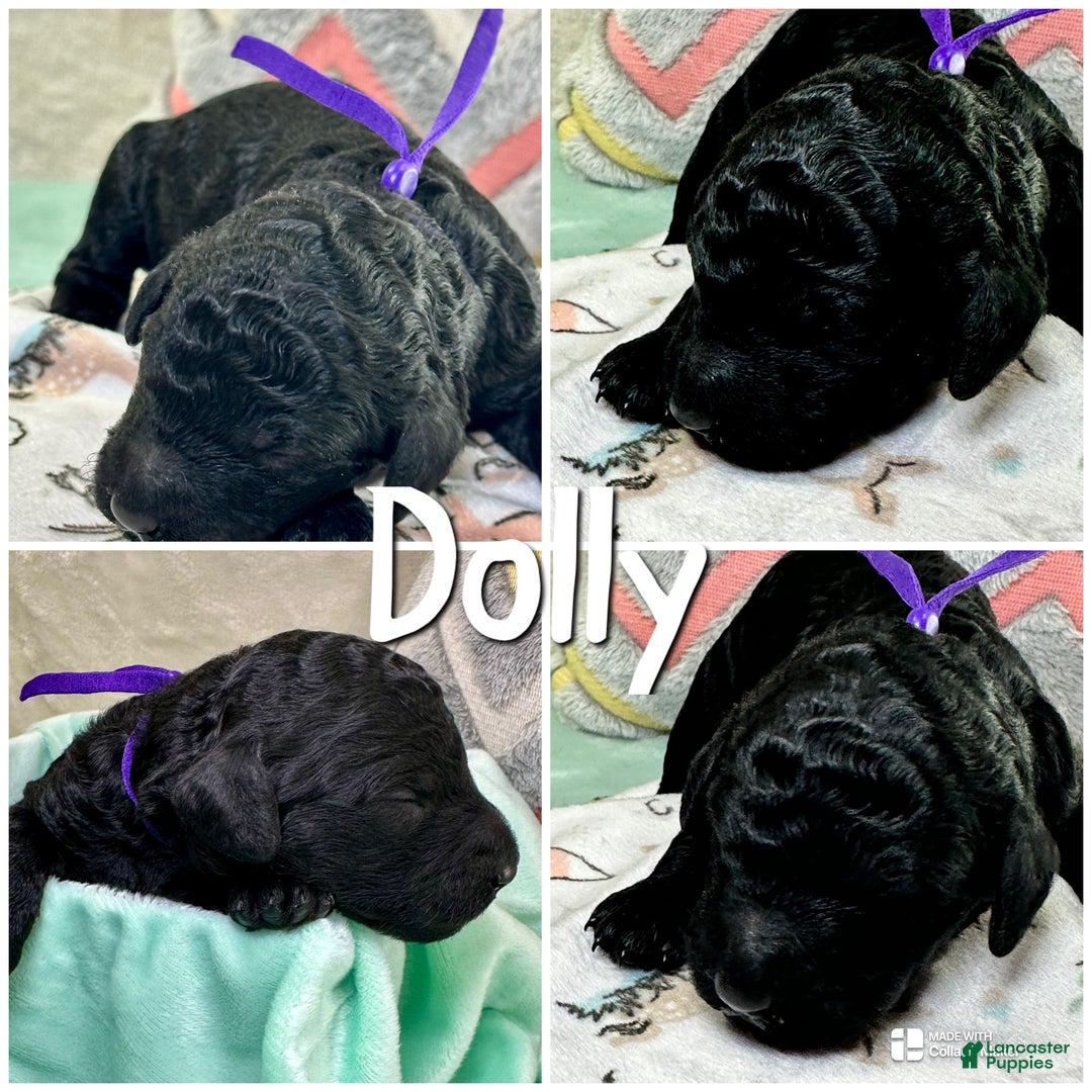 Standard Poodle dogs for sale: Standard Poodle Puppy 2 - Ad 1