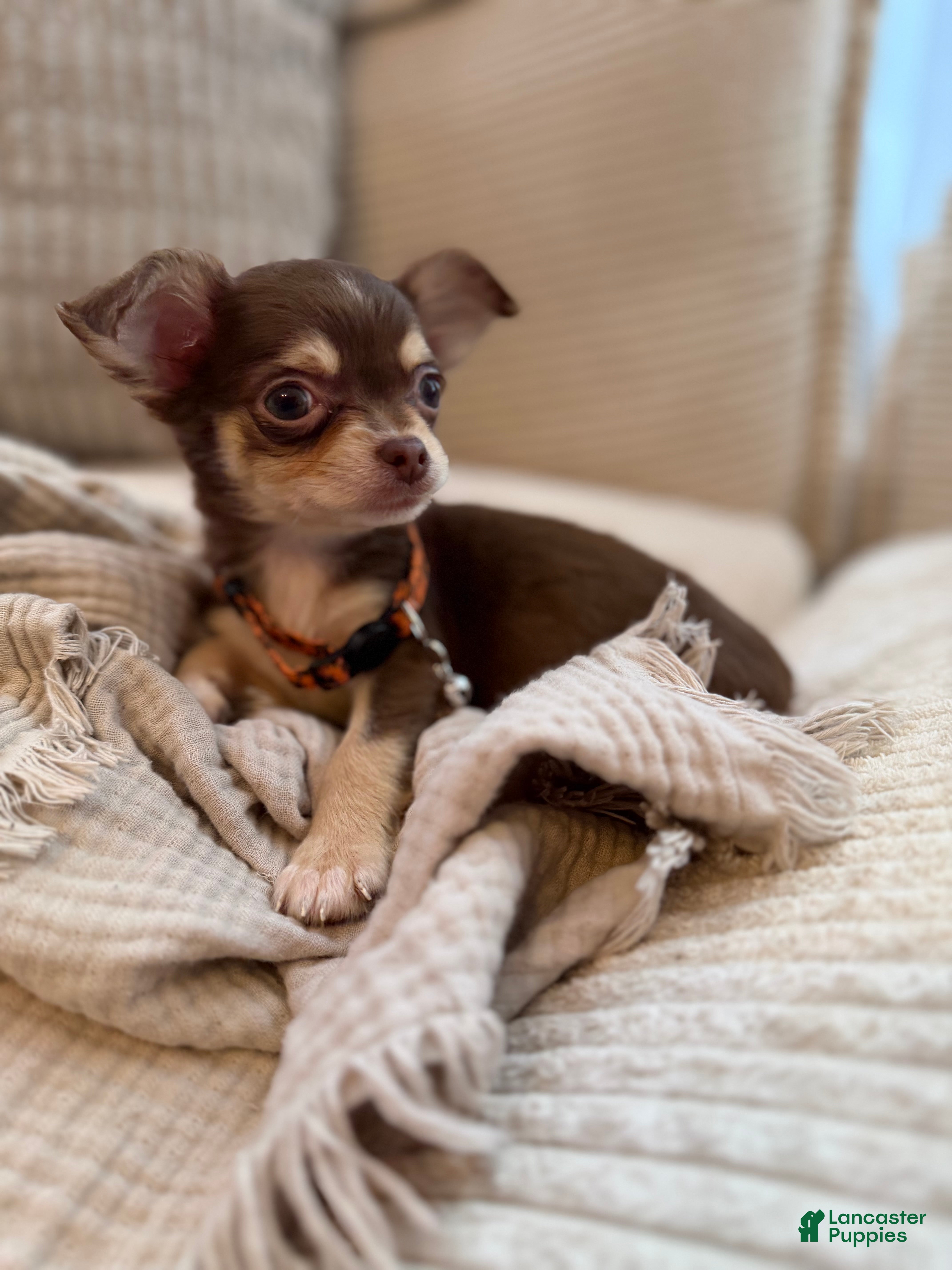 Chihuahua dogs Chocolate 4lbs fully grown - Ad 1